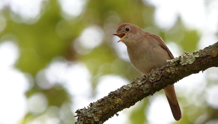 À la découverte des richesses naturelles de Lussac-les-Châteaux